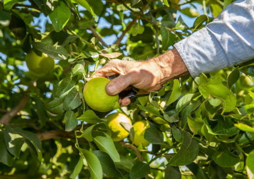 Limoni, OPAC Campsi entusiasta: “stagione fantastica”. Un piano per allungare il calendario