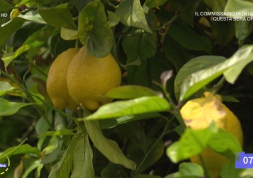 Eccellenze d’Italia: i limoni. Rai1 – Uno Mattina